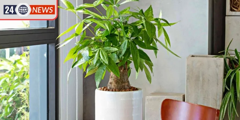 Ý nghĩa của một số loài cây phổ biến hiện tại