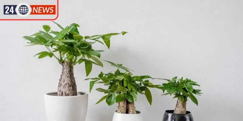Lựa chọn cây theo mệnh giúp gia chủ thu hút tài lộc
