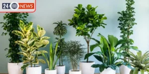 Đặt cây sao cho đúng vị trí giúp gia chủ thu hút tài lộc