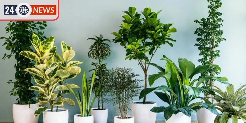 Đặt cây sao cho đúng vị trí giúp gia chủ thu hút tài lộc